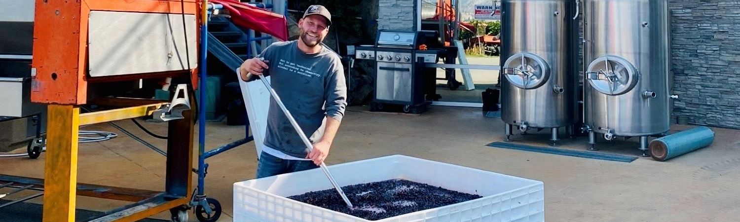 A Winemaker stands over his grape clusters placed on the crush pad in a white bin during Harvest at Pentage Winery.