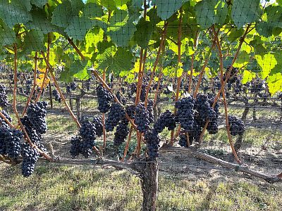 Pinot Noir Grapes at Ex Nihilo Vineyard 