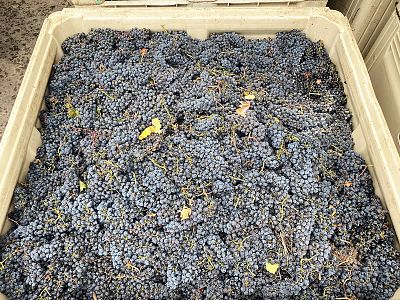 Grape Clusters at Pentage Winery 