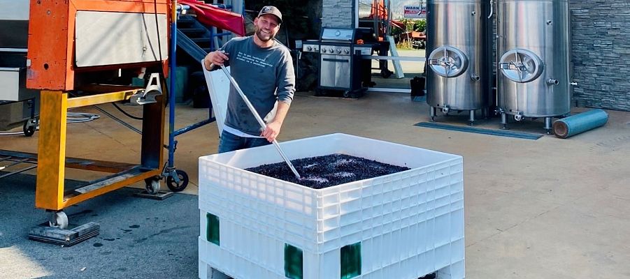 A Winemaker stands over his grape clusters placed on the crush pad in a white bin during Harvest at Pentage Winery.