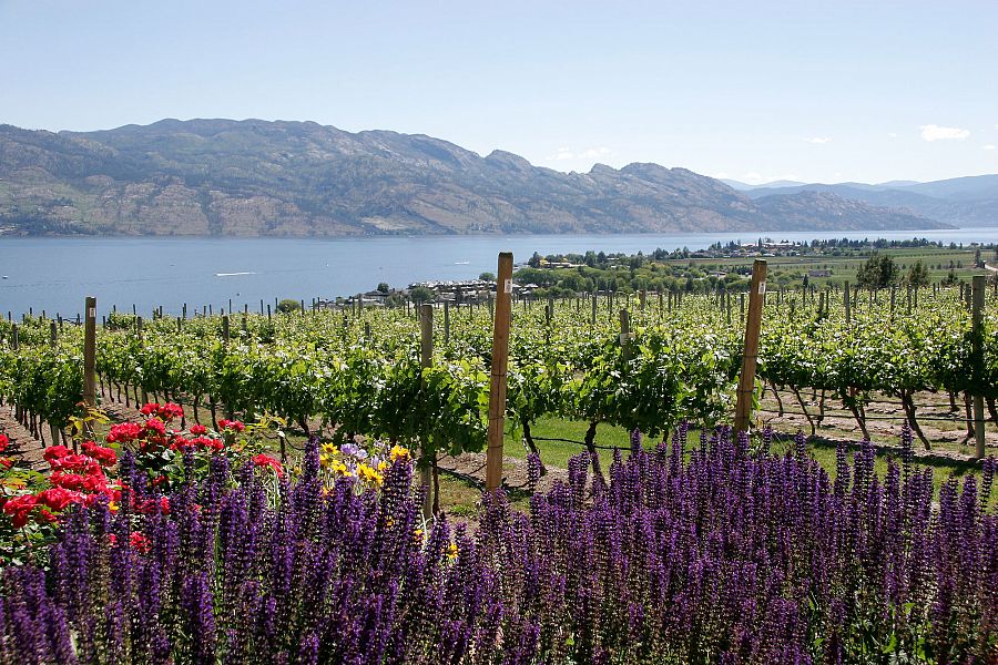 <strong>West Kelowna </strong> Wine Tour